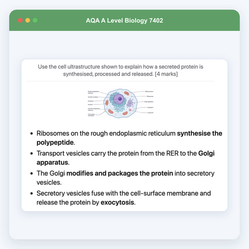 AQA A Level Biology 7402 Anki Deck example: cell process diagram